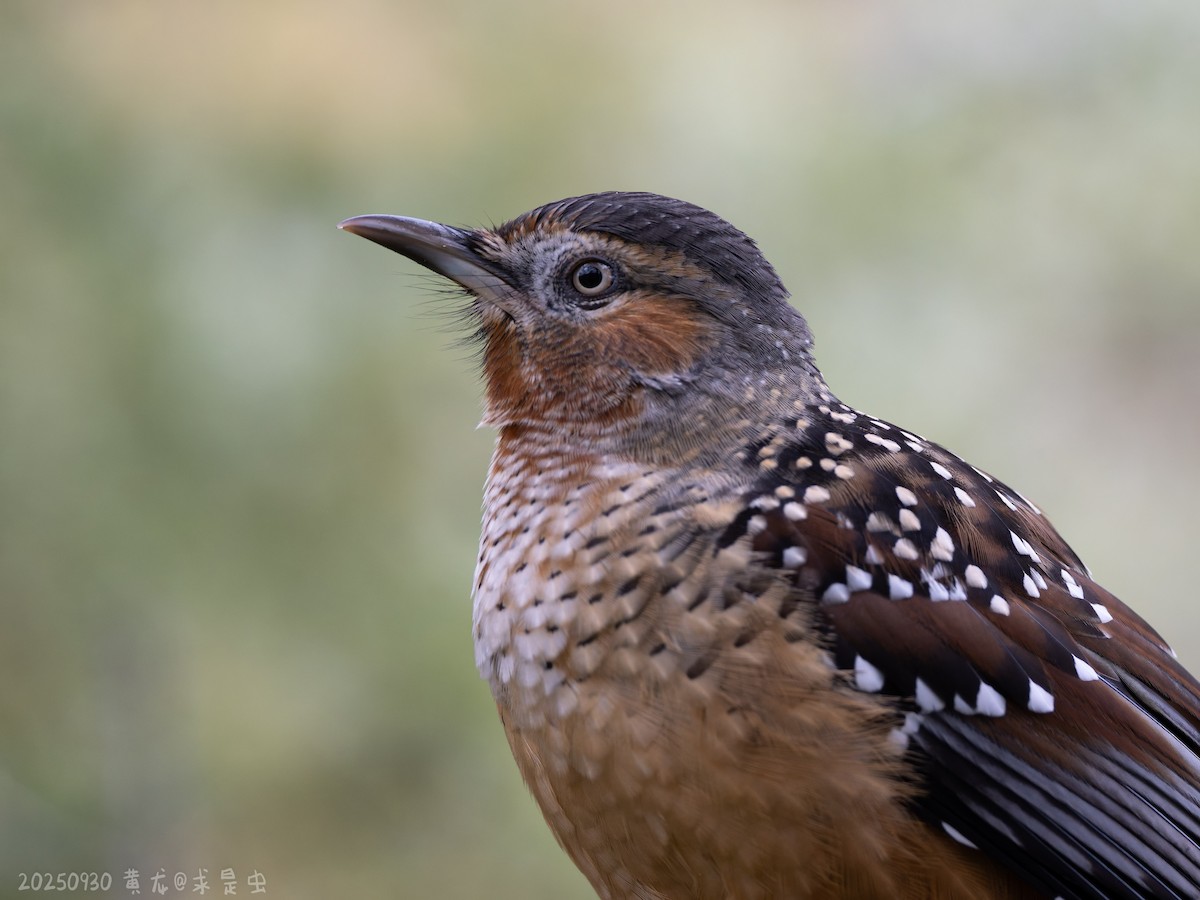 Giant Laughingthrush - ML643485085
