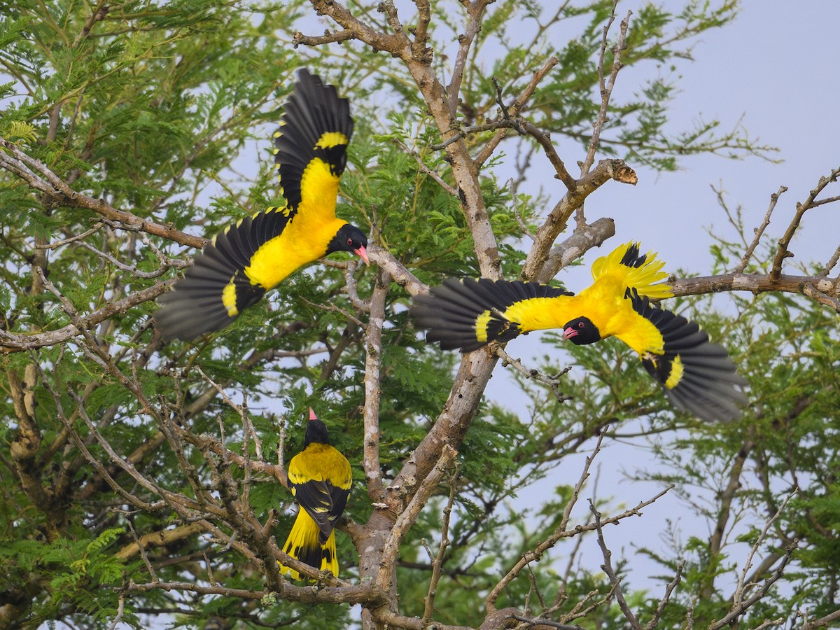 Black-hooded Oriole - ML643485087