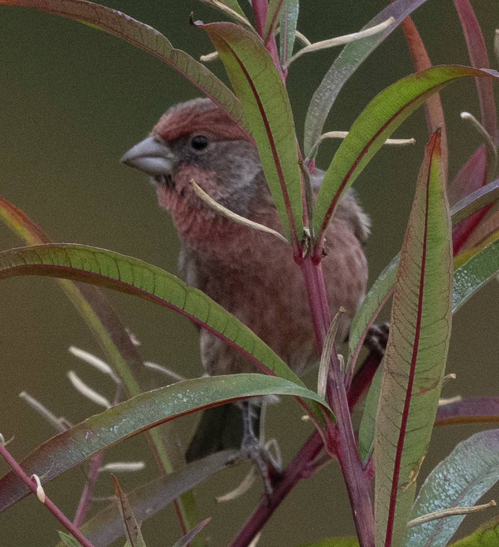 House Finch - ML643485088
