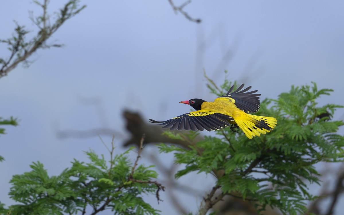 Black-hooded Oriole - ML643485097