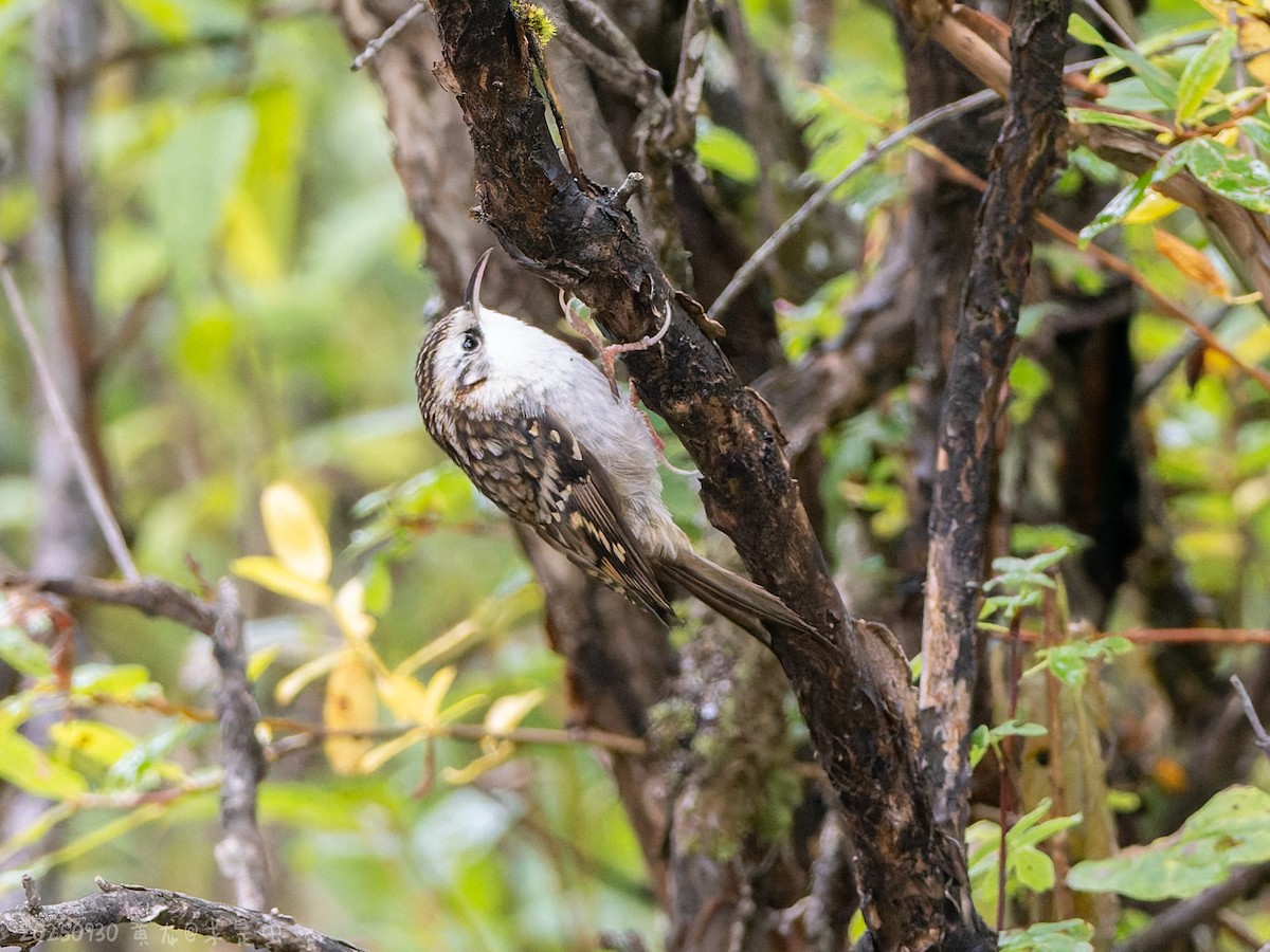 Hodgson's Treecreeper - ML643485101