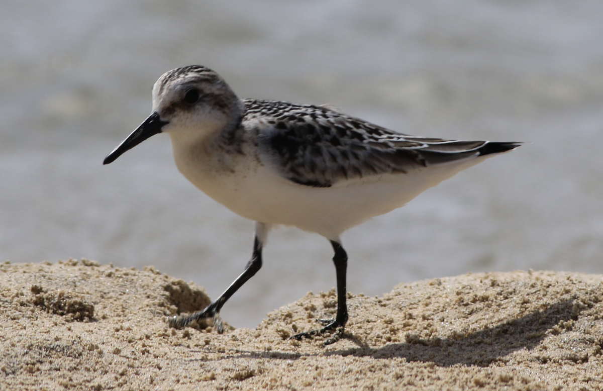 Sanderling - ML643485102