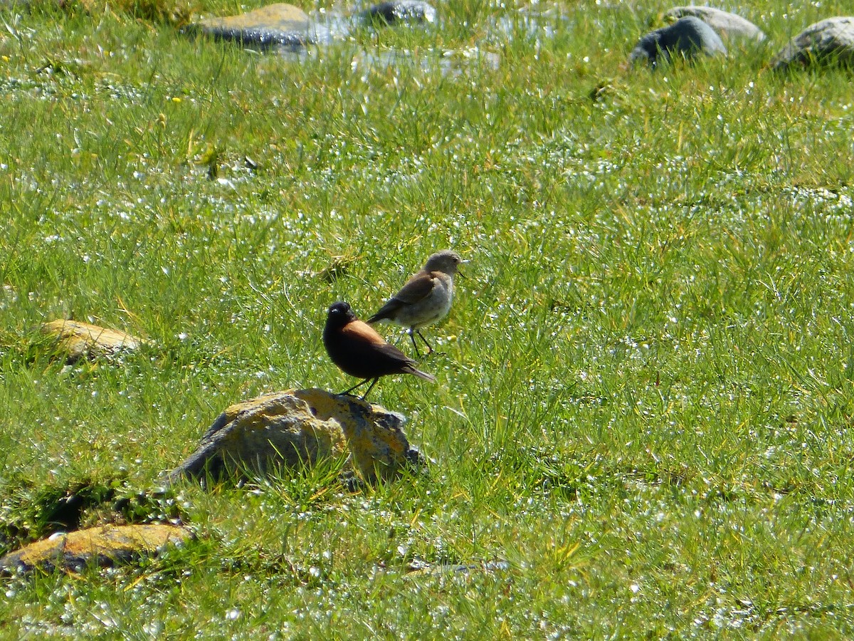 Austral Negrito - ML643485134