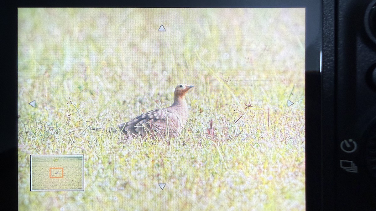 Chestnut-bellied Sandgrouse - ML643485136