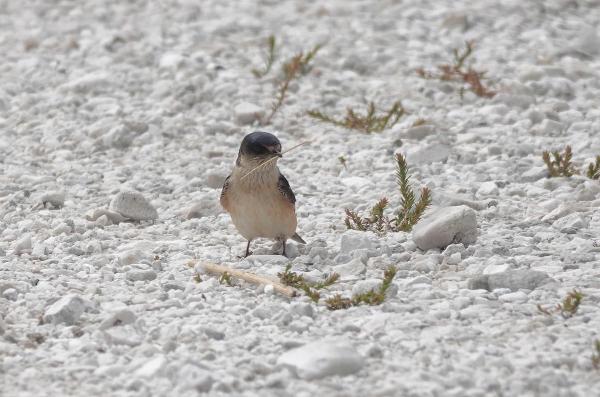 Tree Martin - Susan Hartley