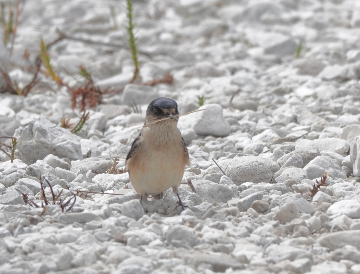 Tree Martin - Susan Hartley