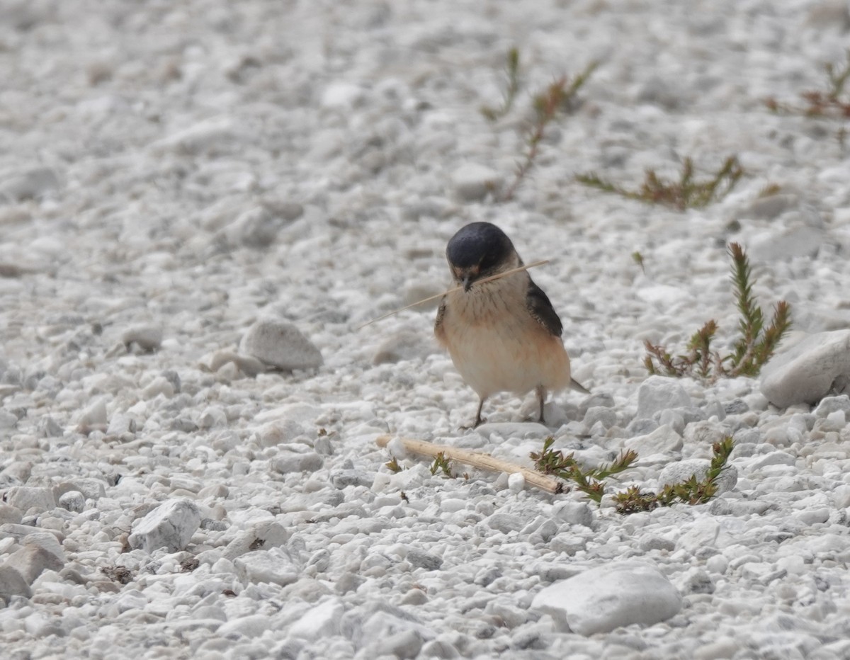 Hirondelle des arbres - ML643485140