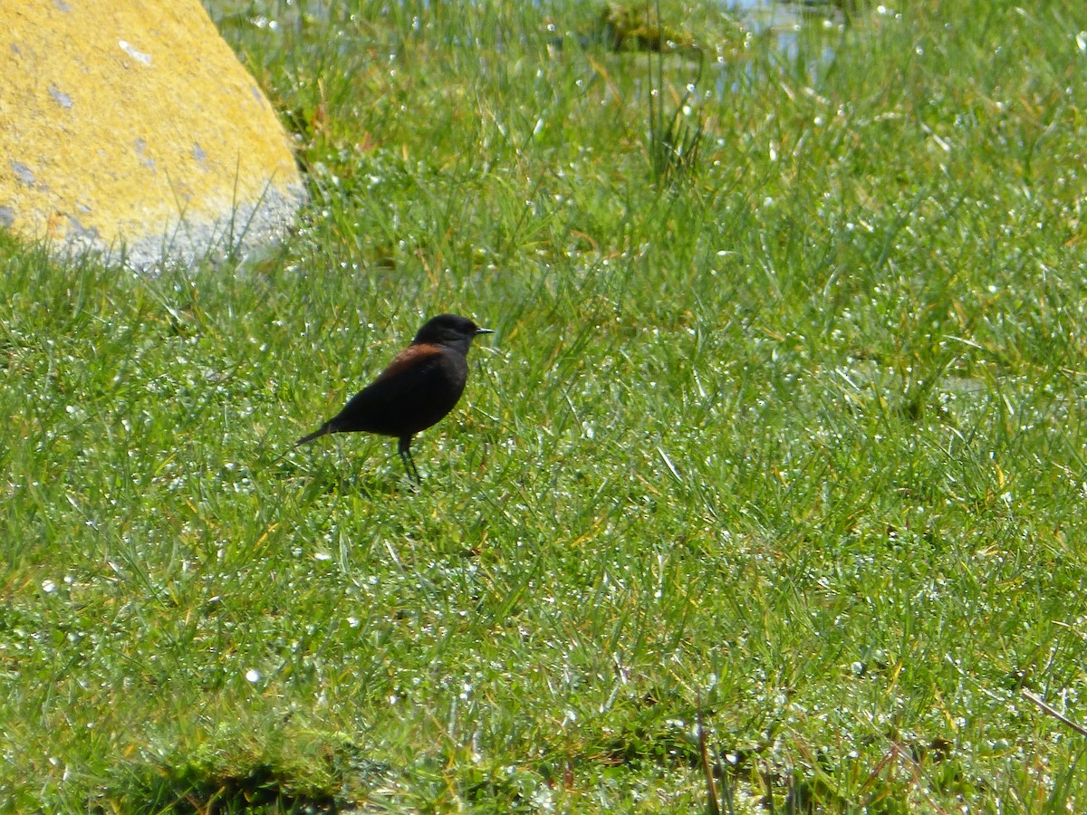 Austral Negrito - ML643485143