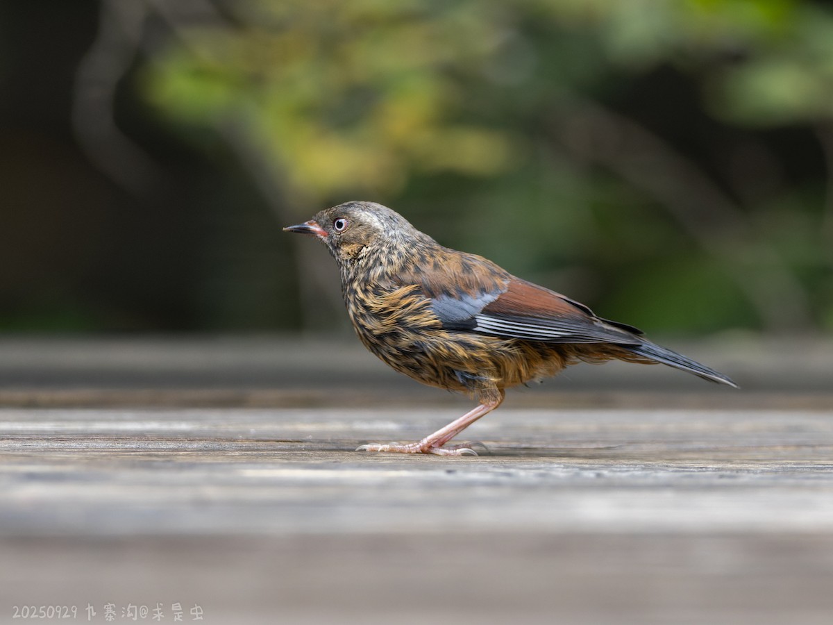 Maroon-backed Accentor - ML643485152