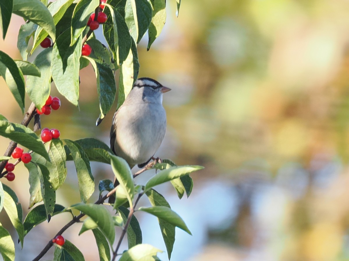 White-crowned Sparrow - ML643485153