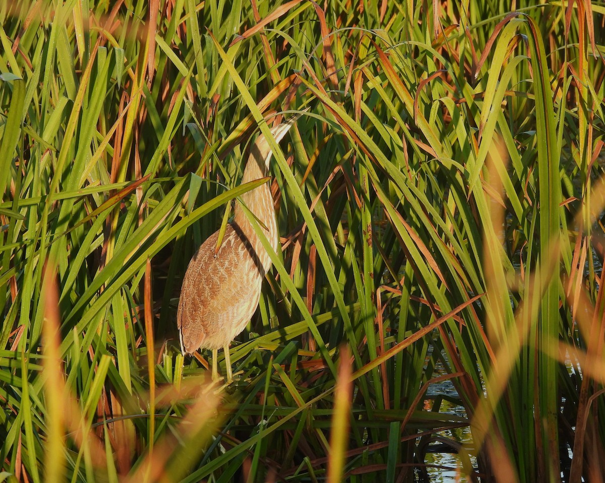 American Bittern - ML643485157