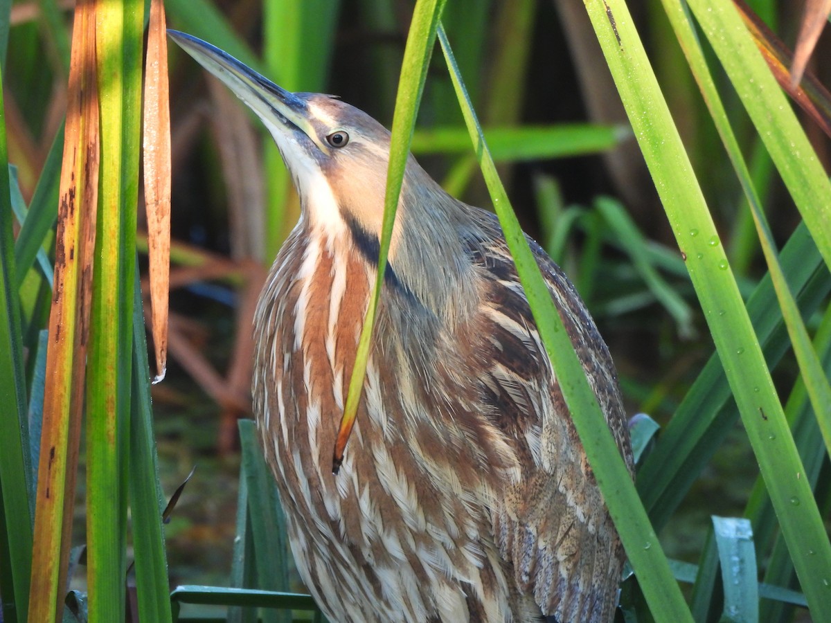 American Bittern - ML643485158