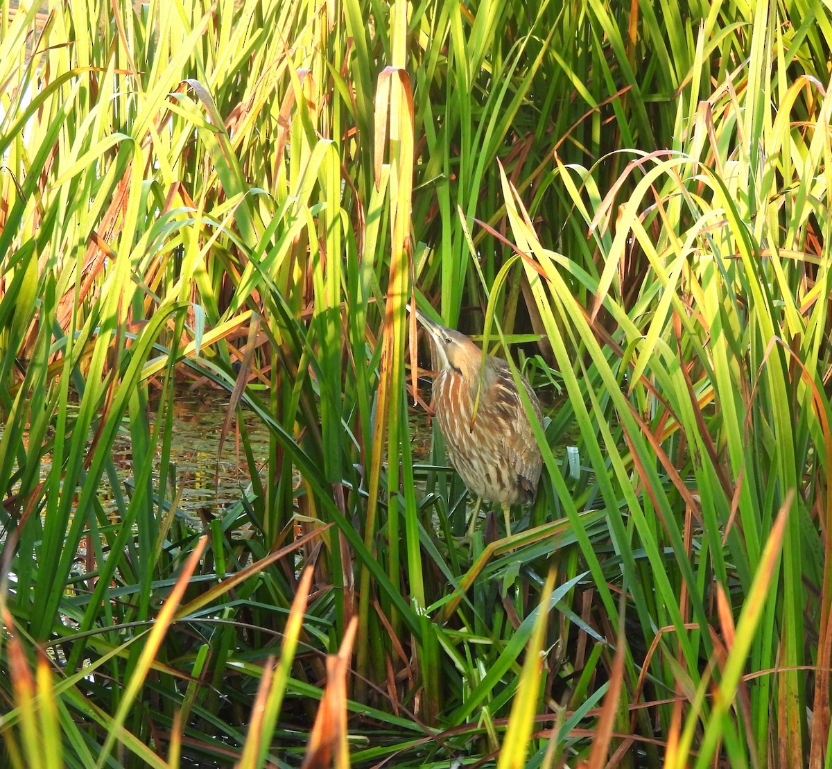 American Bittern - ML643485159