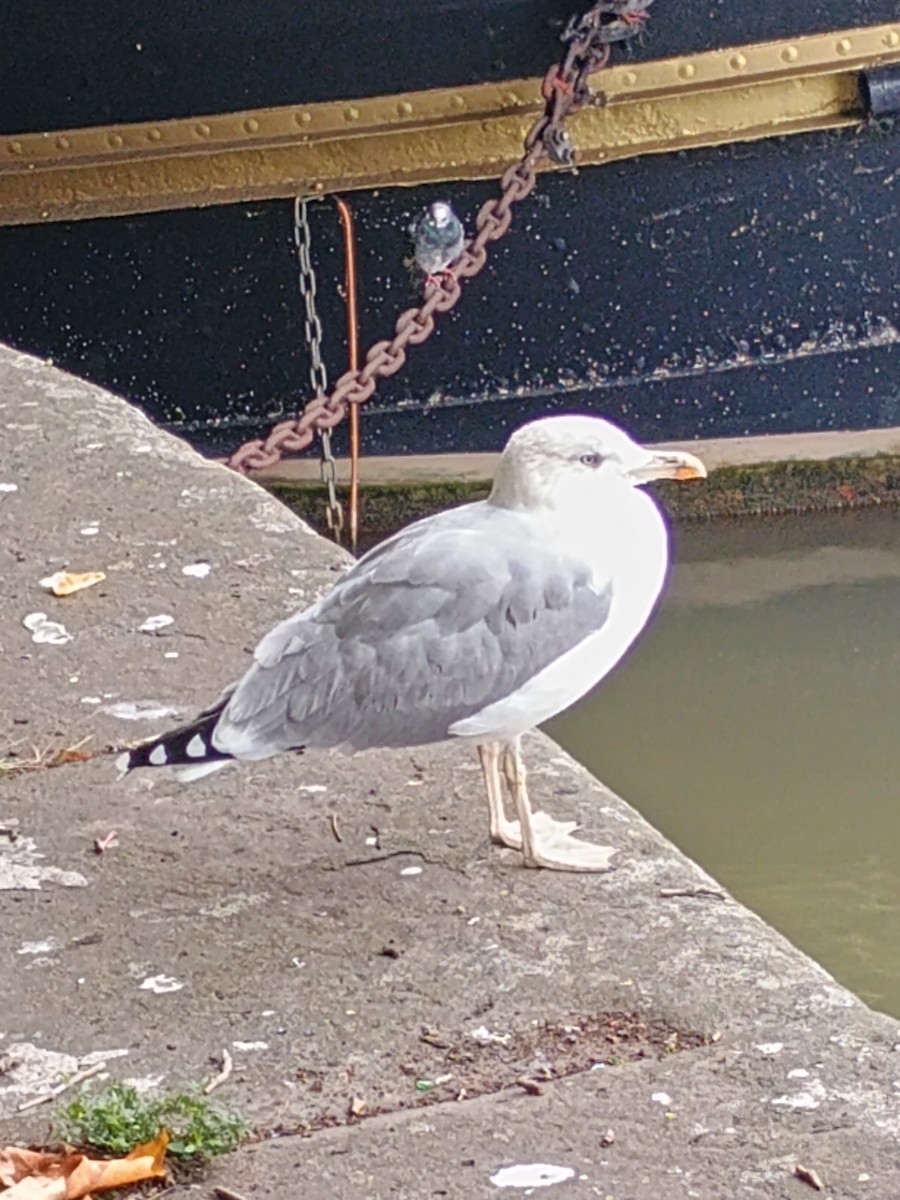 European Herring x Lesser Black-backed Gull (hybrid) - ML643485172