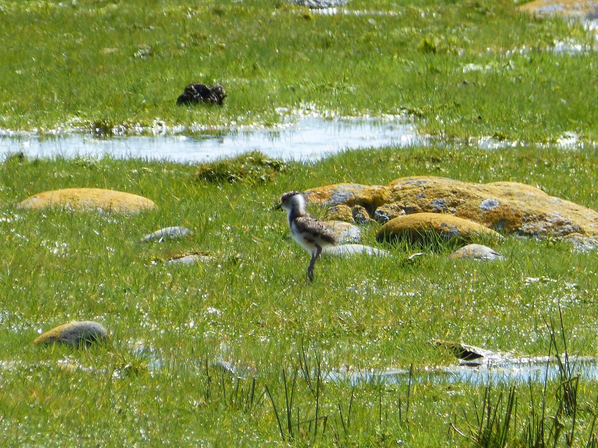Southern Lapwing - ML643485173