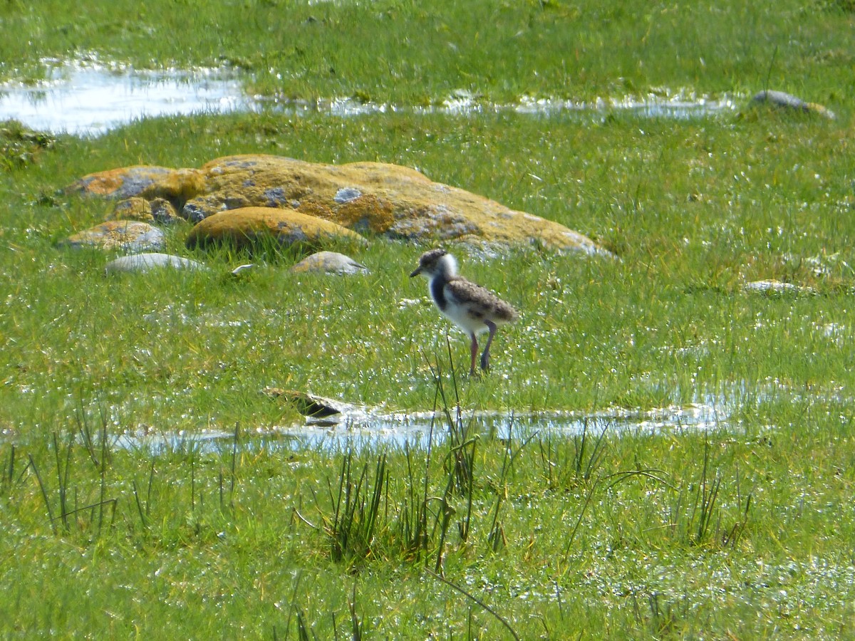 Southern Lapwing - ML643485178