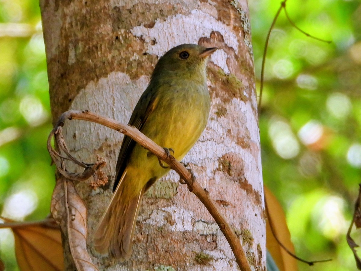 Serra do Mar Tyrant-Manakin - ML643485179