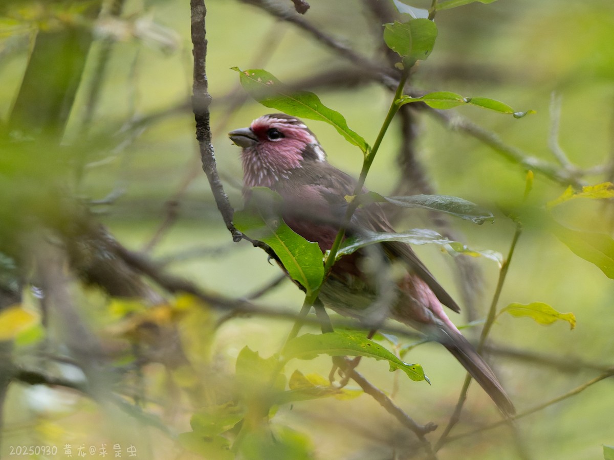 Chinese White-browed Rosefinch - ML643485181
