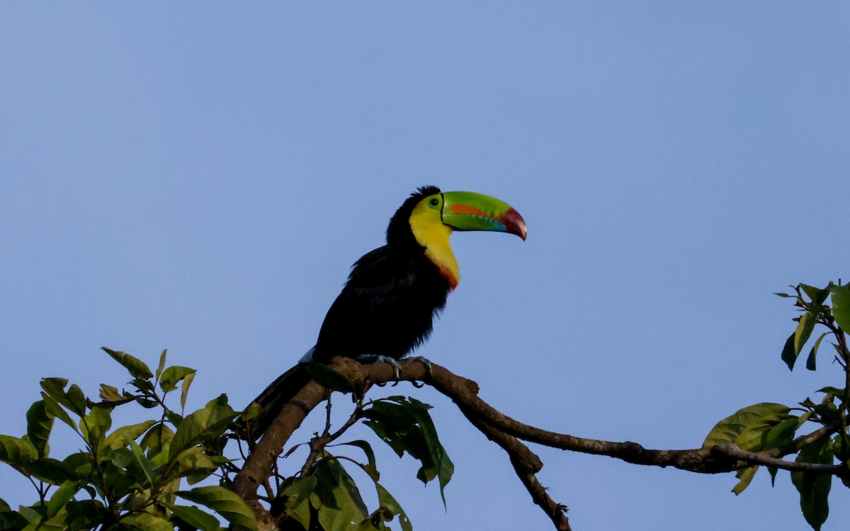 Keel-billed Toucan - ML643485185