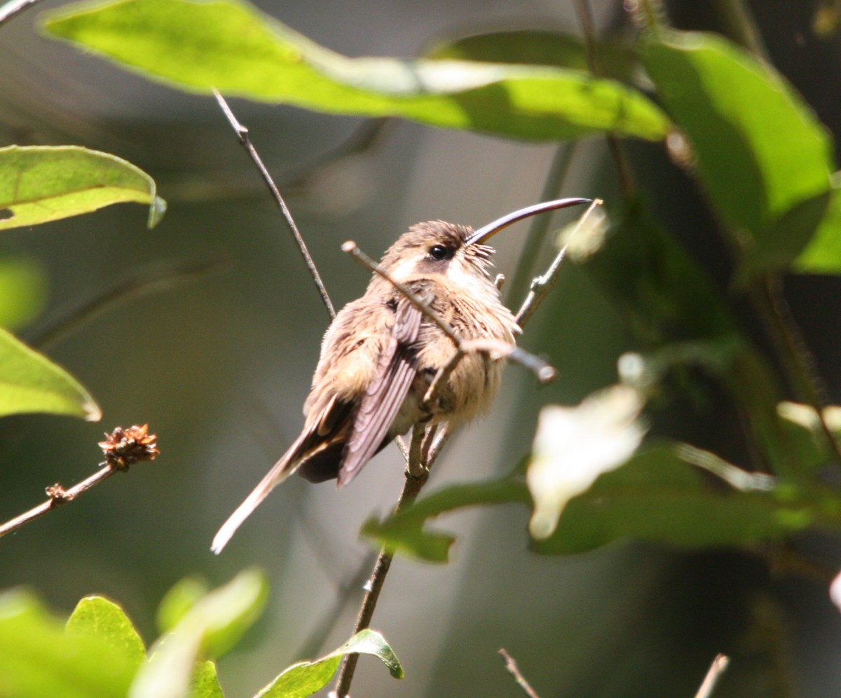 Dusky-throated Hermit - ML643485192