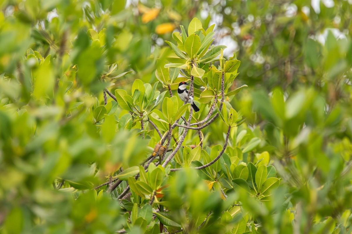 Brown-throated Wattle-eye - ML643485194