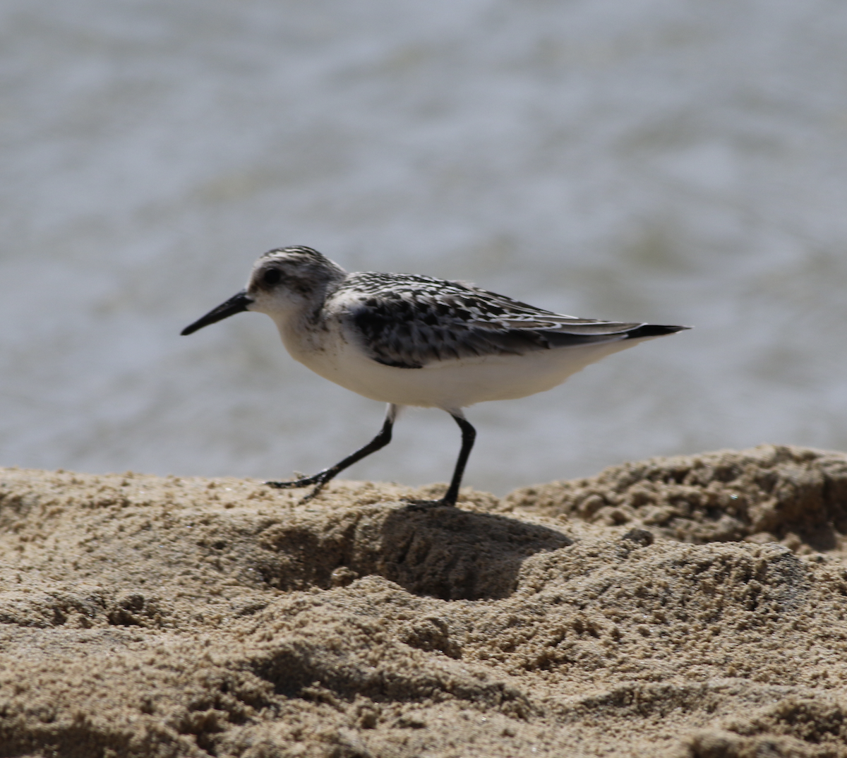 Sanderling - ML643485195
