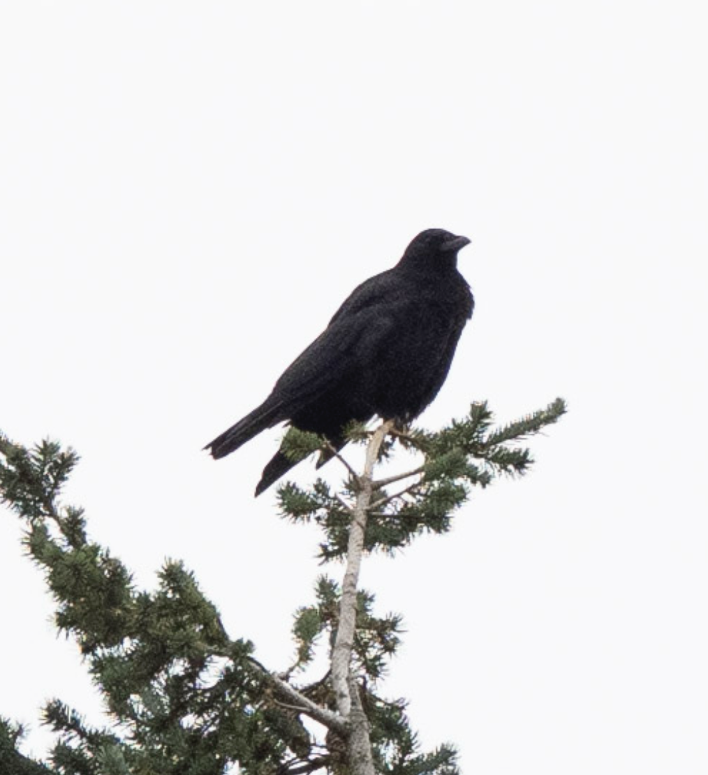 American Crow - ML643485197