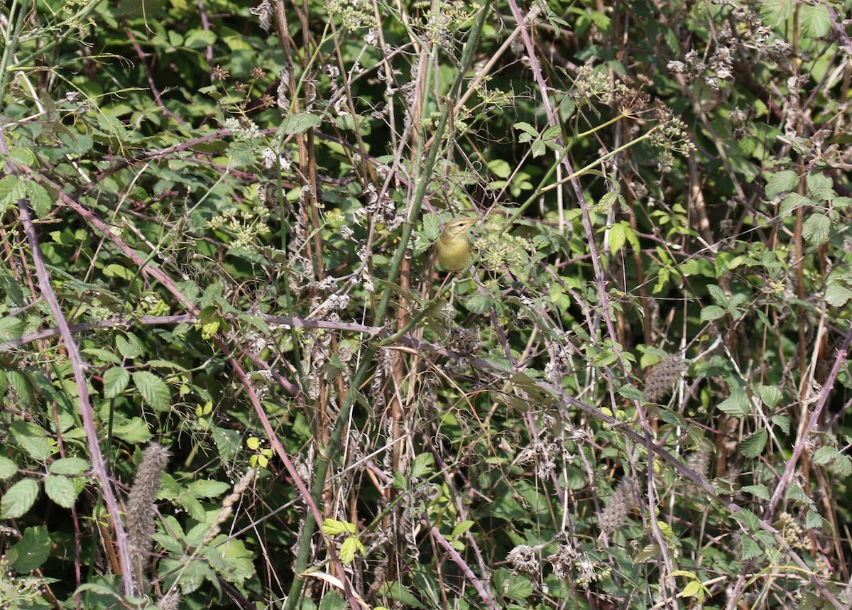 Willow Warbler - ML643485198