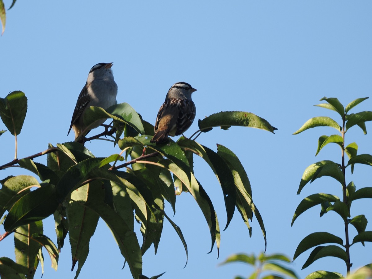 White-crowned Sparrow - ML643485203