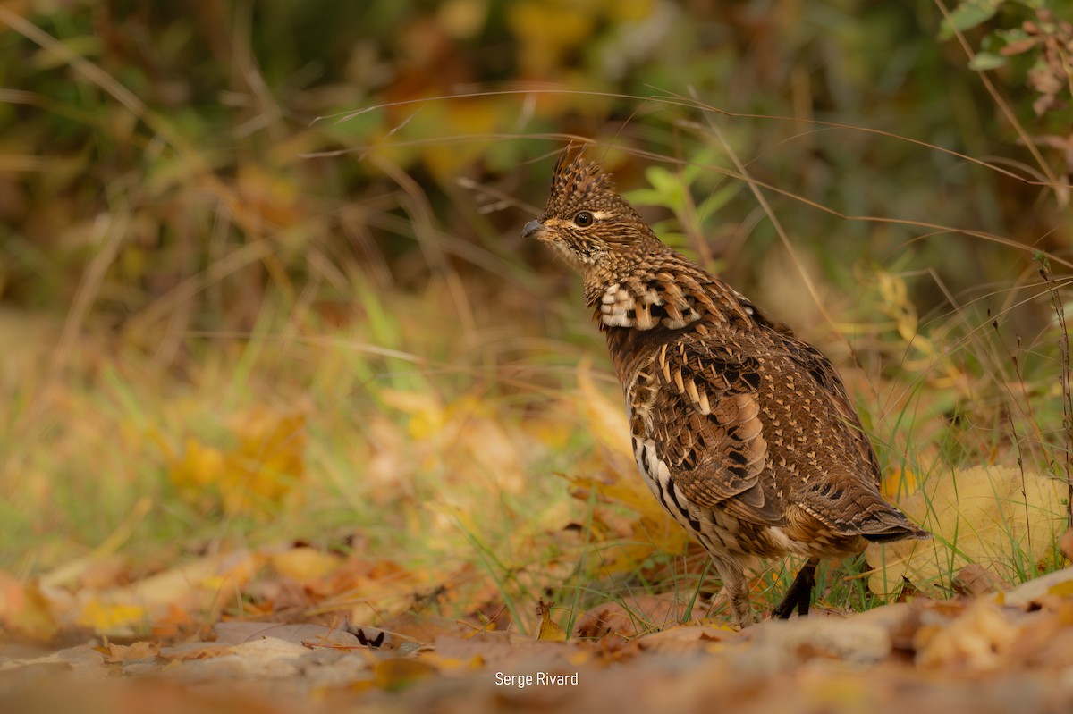 Ruffed Grouse - ML643485206