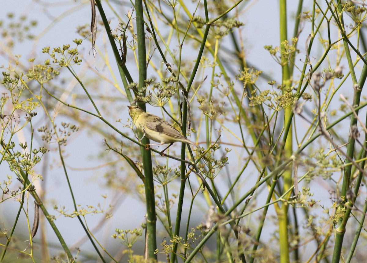 Willow Warbler - ML643485210