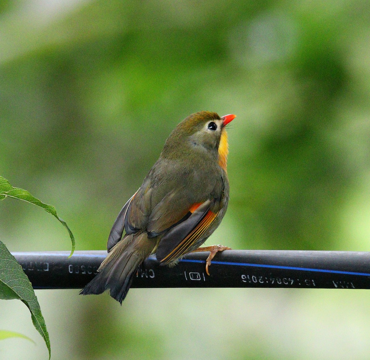 Red-billed Leiothrix - ML643485211