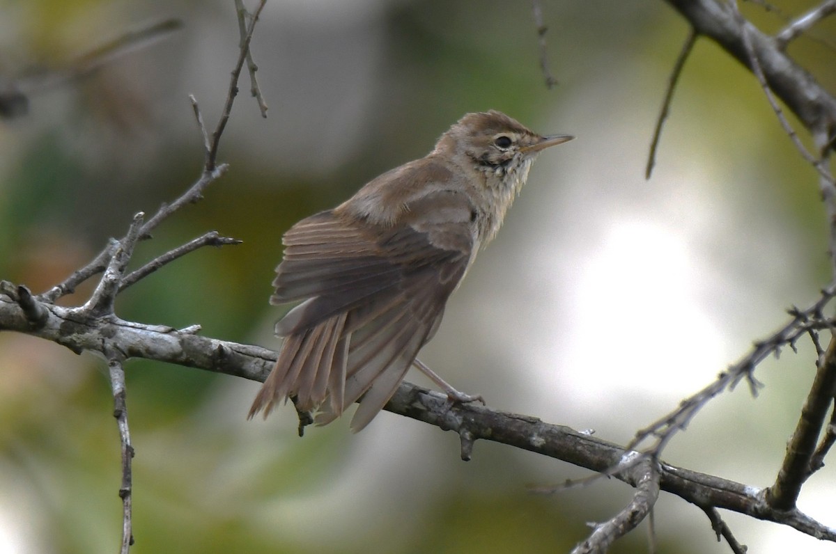 Clamorous Reed Warbler - ML643485214