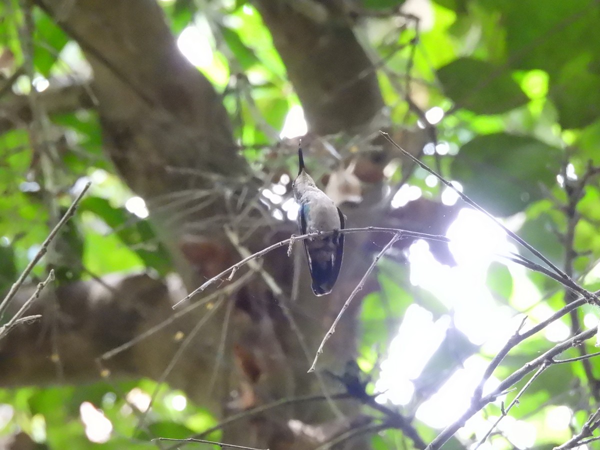 Blue-tailed Emerald - ML643485223