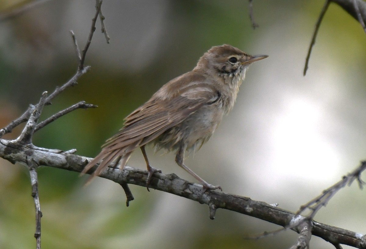 Clamorous Reed Warbler - ML643485224