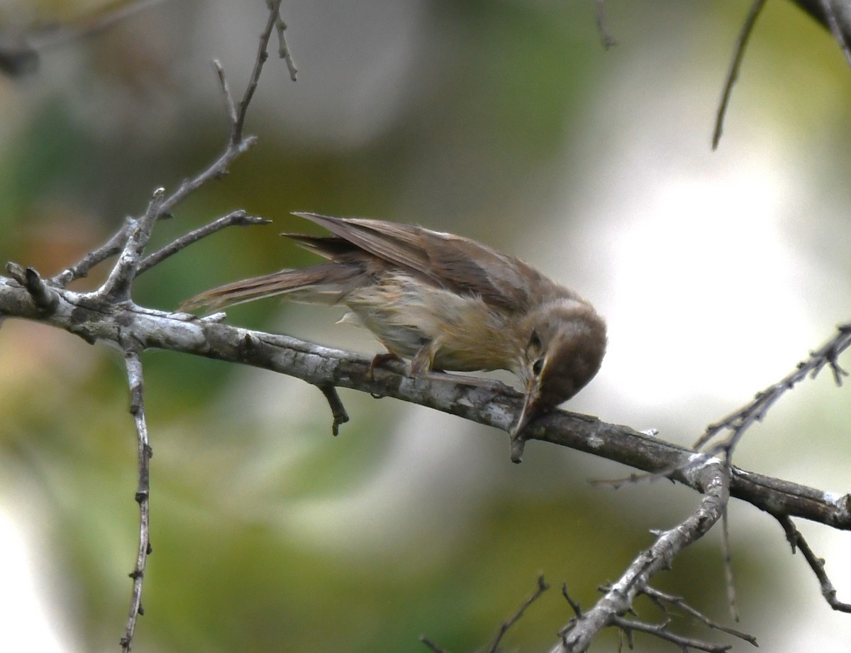 Clamorous Reed Warbler - ML643485232