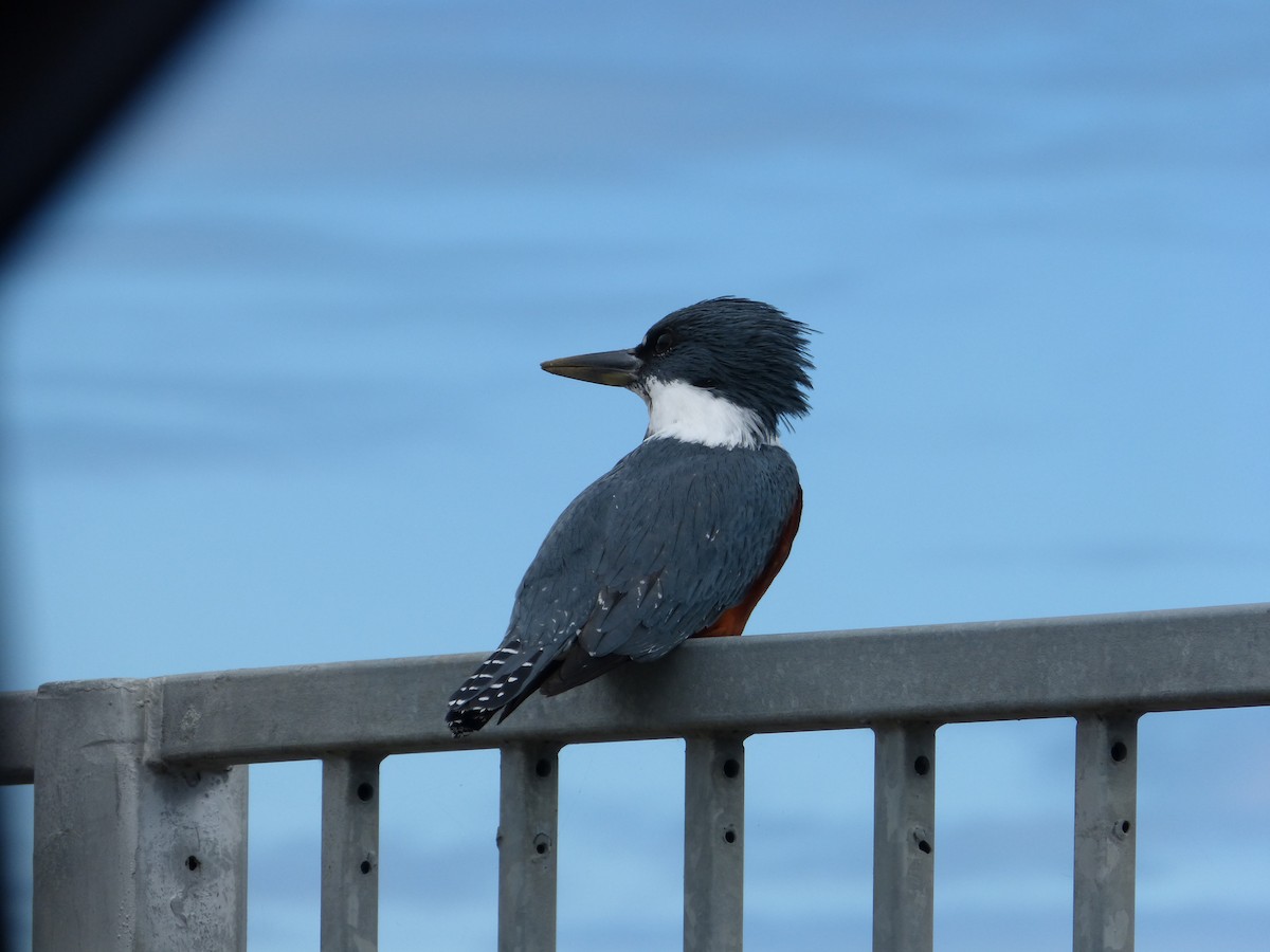 Ringed Kingfisher - ML643485237