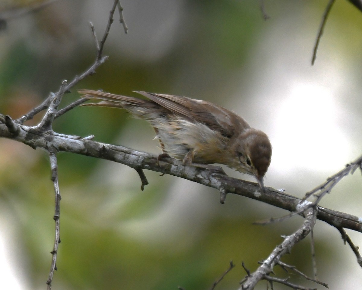 Clamorous Reed Warbler - ML643485238
