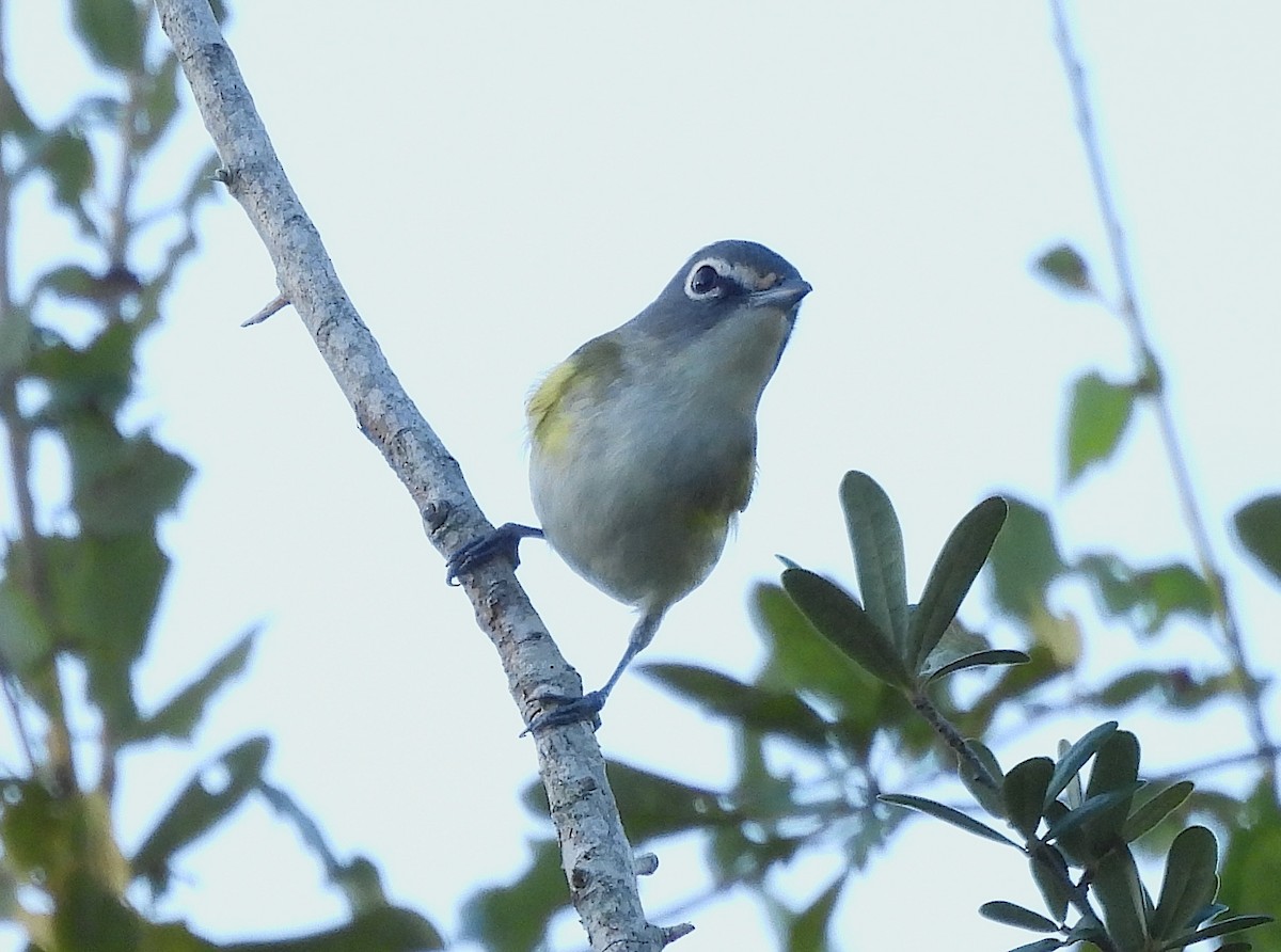 Blue-headed Vireo - ML643485239