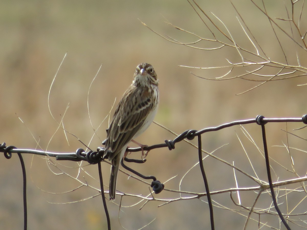 Vesper Sparrow - ML643485244