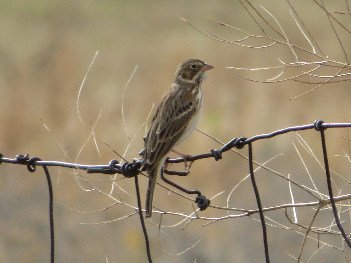 Vesper Sparrow - ML643485245