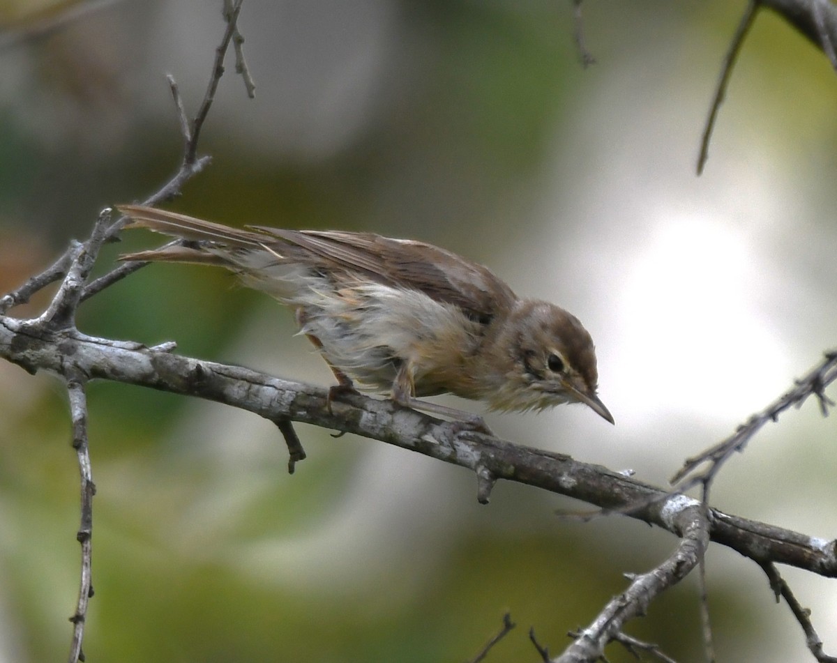 Clamorous Reed Warbler - ML643485246
