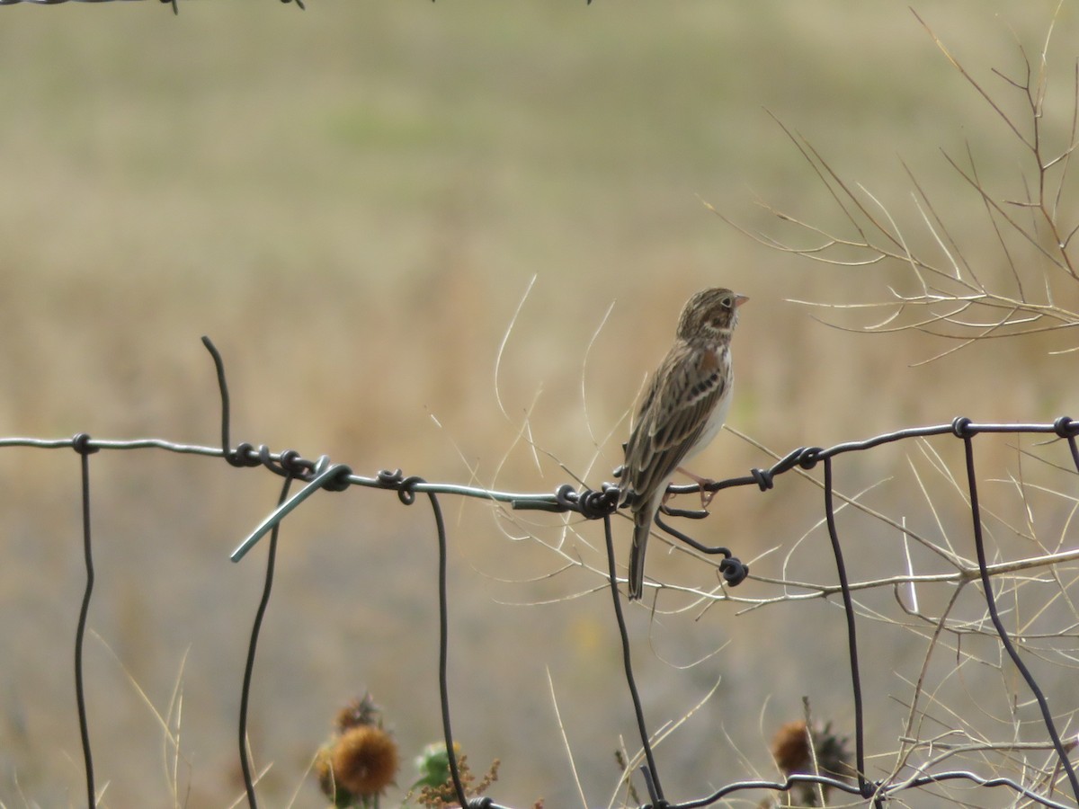 Vesper Sparrow - ML643485247