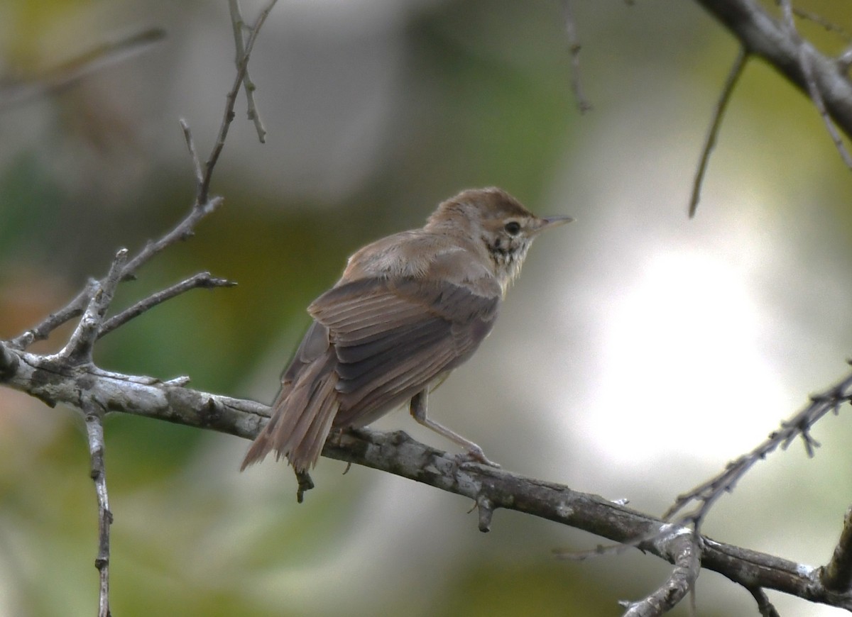 Clamorous Reed Warbler - ML643485251