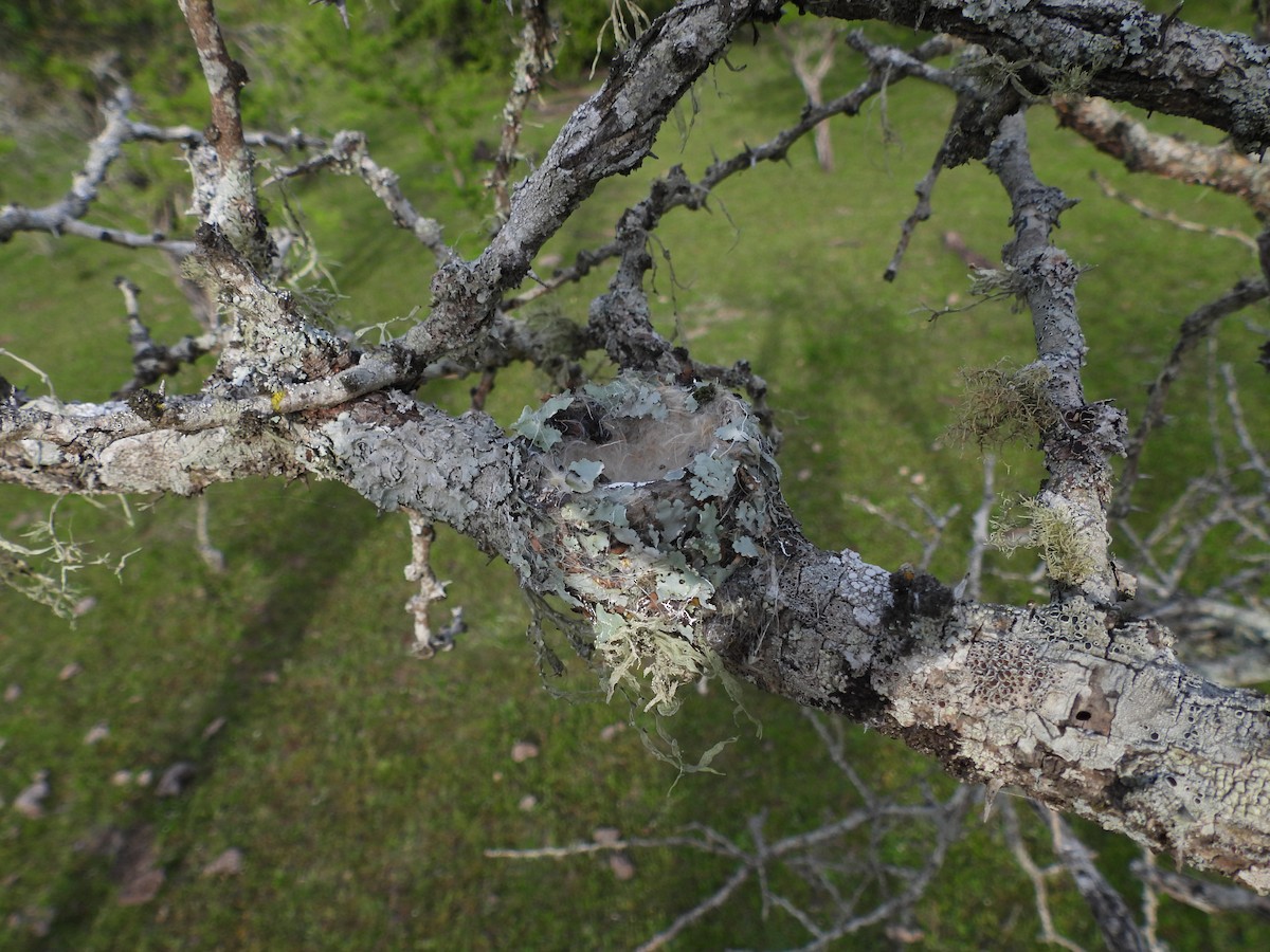Blue-tufted Starthroat - ML643485252