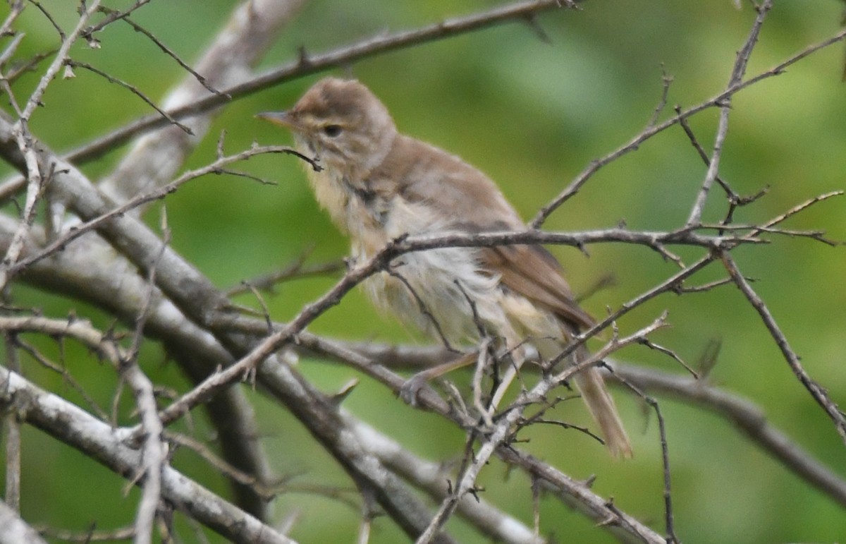 Clamorous Reed Warbler - ML643485259