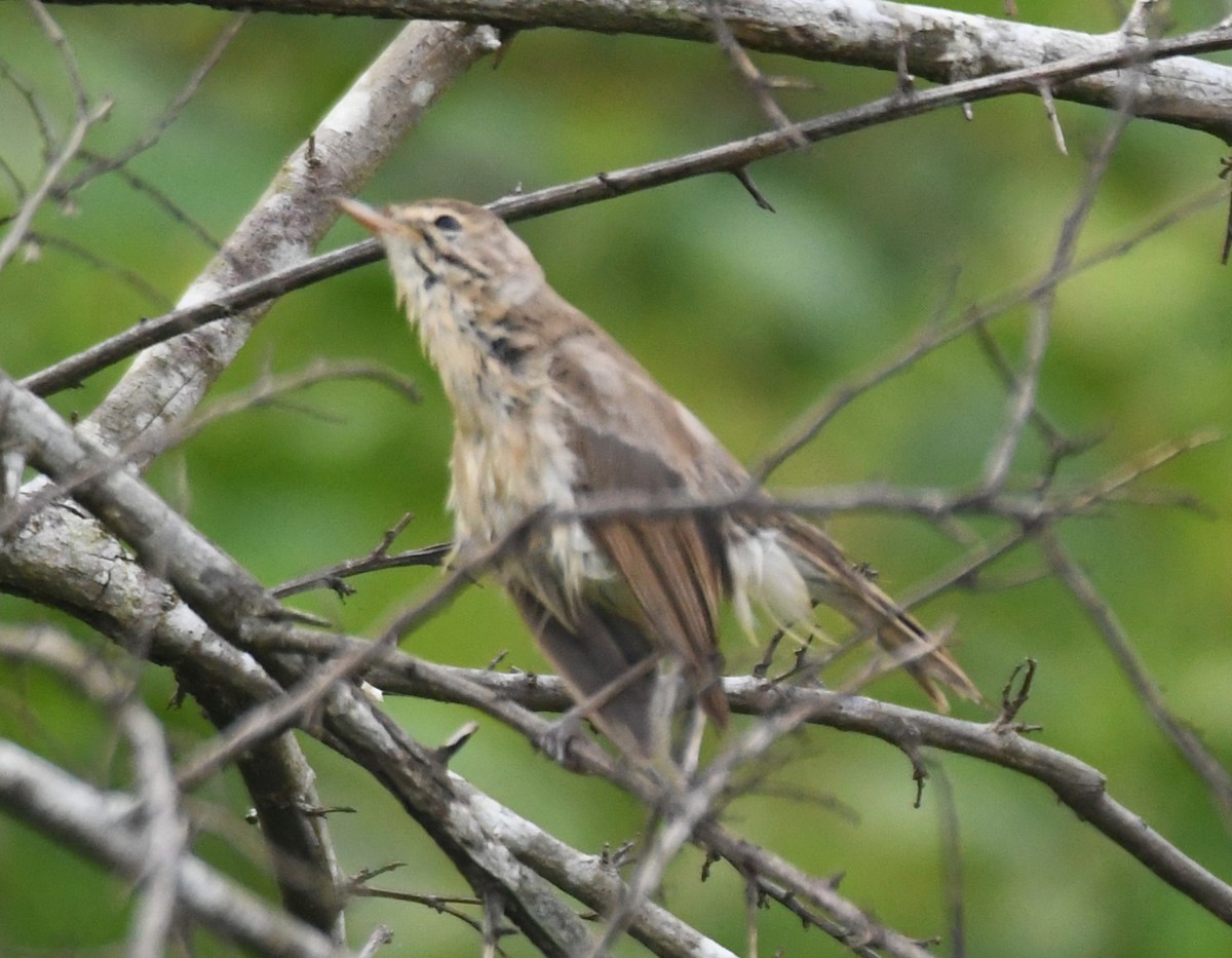 Clamorous Reed Warbler - ML643485264