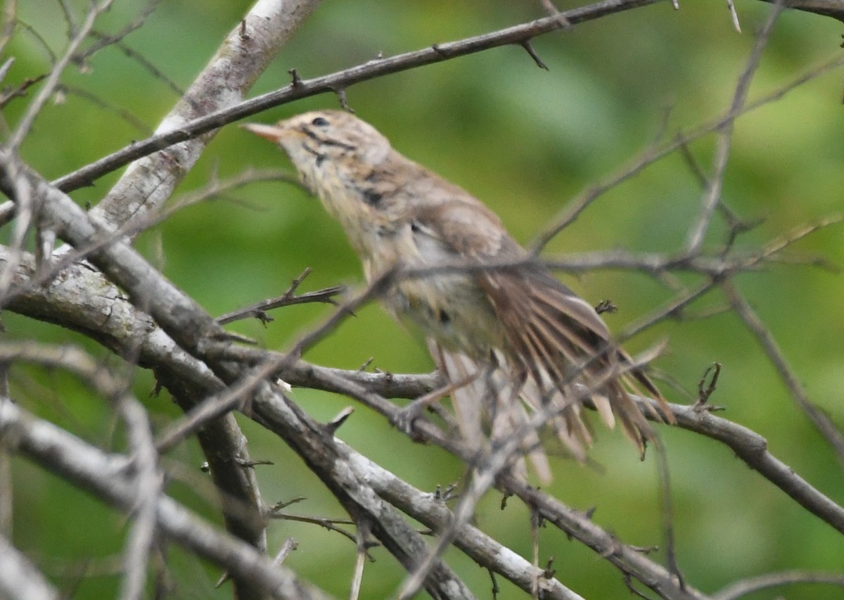 Clamorous Reed Warbler - ML643485269