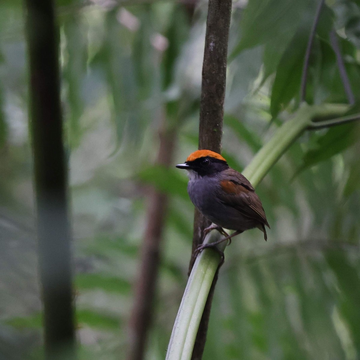 Black-cheeked Gnateater - ML643485271
