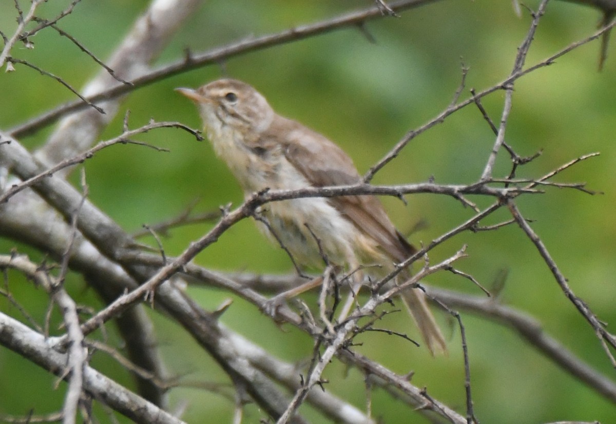 Clamorous Reed Warbler - ML643485272